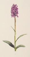Dactylorhiza purpurella T. Stephenson & T. A. Stephenson