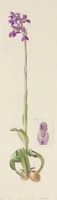 Anacamptis morio subsp. picta L.