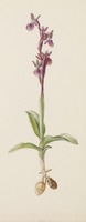Anacamptis collina Banks & Sol. ex Russell
