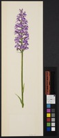 Orchis maculata