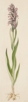 Dactylorhiza incarnata L.