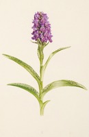 Dactylorhiza purpurella T. Stephenson & T. A. Stephenson