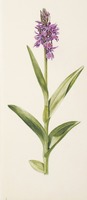 Dactylorhiza maculata L.