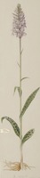 Dactylorhiza maculata L.