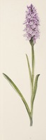 Dactylorhiza maculata L.