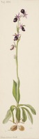Ophrys bertolonii Moretti