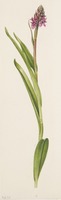 Dactylorhiza incarnata L.