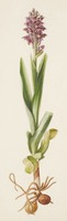 Anacamptis coriophora L.