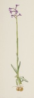 Anacamptis boryi Rchb. f.
