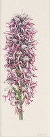 Aceras anthropophorum x simia