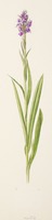 Dactylorhiza praetermissa Druce