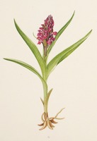 Dactylorhiza incarnata L.