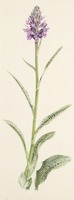 Dactylorhiza maculata L.