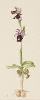 Ophrys bertolonii Moretti