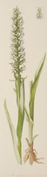 Dactylorhiza incarnata L.