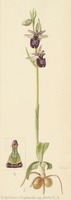 Ophrys bertolonii x sphegodes