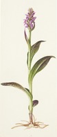 Dactylorhiza incarnata subsp. cruenta L.