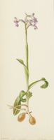 Anacamptis morio subsp. picta L.