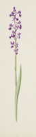 Anacamptis laxiflora Lam.