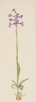 Anacamptis boryi Rchb. f.