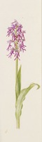 Aceras anthropophorum x italica