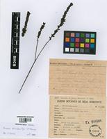 Paratype of Microlicia obtusifolia Cogn. Ex R. Romero [family MELASTOMATACEAE]