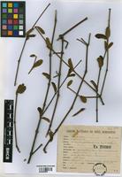 Syntype of Alternanthera markgrafii Suess. ex Markgr. [family AMARANTHACEAE]