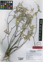 Isotype of Pfaffia siqueiriana Marchior. & Miotto [family AMARANTHACEAE]