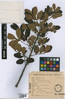 Type? of Schinus terebinthifolius Raddi var. emarginatus Raddi [family ANACARDIACEAE]