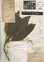 Holotype of Charpentiera australis Sohmer [family AMARANTHACEAE]