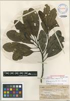 Isotype of Degeneria vitiensis I.W.Bailey & A.C.Sm. [family DEGENERIACEAE]