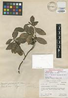 Holotype of Coprosma glabrata (J.W.Moore) Fosberg [family RUBIACEAE]