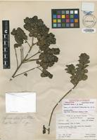 Holotype of Coprosma setosa J.W.Moore [family RUBIACEAE]