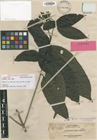 Isotype of Pavetta atra Merr. [family RUBIACEAE]