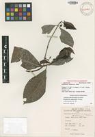 Isotype of Psychotria andersonii Fosberg [family RUBIACEAE]