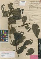 Holotype of Psychotria esulcata F.Br. [family RUBIACEAE]