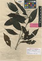 Isotype of Sarcocephalus multicephalus (Elmer) Merr. [family RUBIACEAE]