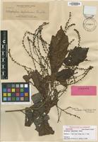 Isotype of Allophylus leptocladus Radlk. [family SAPINDACEAE]