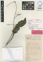Isotype of Harpullia vaga Merr. & L.M.Perry [family SAPINDACEAE]