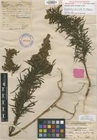 Holotype of Amaranthus brownii Christoph. & Caum [family AMARANTHACEAE]
