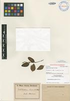 Type of Nototrichium humile Hillebr. [family AMARANTHACEAE]