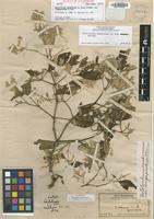 Neotype of Nototrichium sandwicense (A.Gray) Hillebr. var. longespicatum Hillebr. [family AMARANTHACEAE]