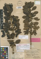 Holotype of Coprosma ochracea W.R.B.Oliv. var. rockiana Oliv. [family RUBIACEAE]