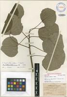 Isotype of Homalanthus stokesii F.Br. [family EUPHORBIACEAE]