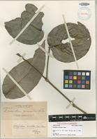 Isotype of Loranthus miniatus (Elmer) Danser [family VISCACEAE]