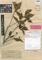 Isotype of Adina garciae Elmer [family RUBIACEAE]