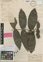 Holotype of Ixora myrtifolia A.C.Sm. [family RUBIACEAE]
