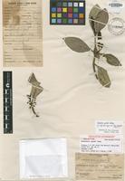 Holotype of Psychotria grantii Fosberg [family RUBIACEAE]