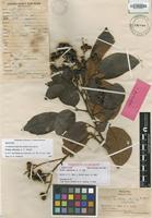Isotype of Guioa capilliacea A.C.Sm. [family SAPINDACEAE]