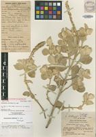 Isotype of Achyranthes atollensis H.St.John [family AMARANTHACEAE]